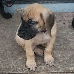 Great Danes from TLC Danes