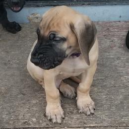 Great Danes from TLC Danes