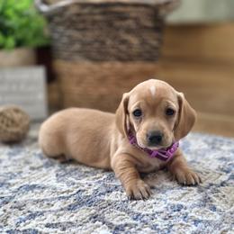 AKC Meet Ruby :) - Red female Dachshund puppy in Centerville, Iowa from Barnyard Dachshunds, Dals & Doodles