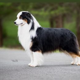 GCH WRIGLEY - Australian Shepherd
