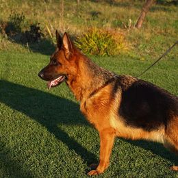 Trixi - German Shepherd