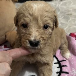 Ollie - Apricot male Goldendoodle puppy in Centralia, Missouri from Oodles Of Doodles Mo.