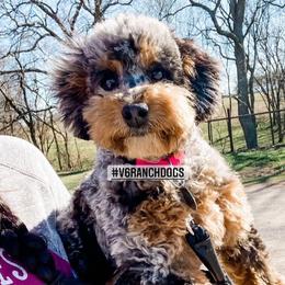 Bambi - Bernedoodle