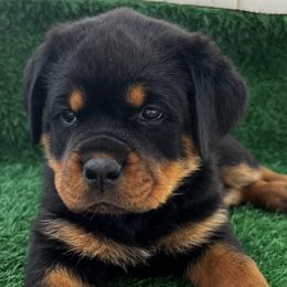 Rottweilers from Vom Valencia Haus