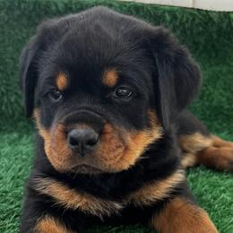 Rottweilers from Vom Valencia Haus