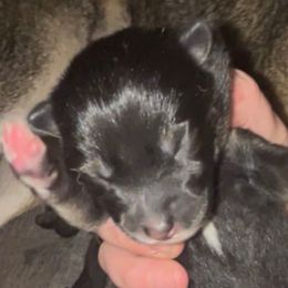 Crumpet - BlackTan - UKC - Black and tan male Shiba Inu puppy in Clewiston, Florida from Animal Farm Shiba Inus & Mameshibas