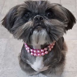Bonnie - Shih Tzu