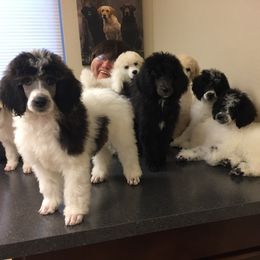 Poodles from WindSwept Poodles