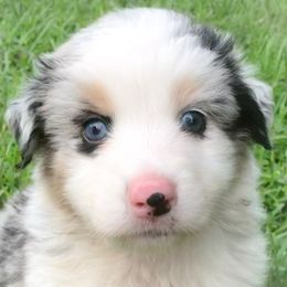 Boy 6 - Blue merle Australian Shepherd puppy in Brooksville, Florida from Scattered Oaks Ranch