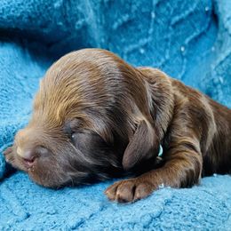 Australian Labradoodle Puppies from Salona- Australian Labradoodles of North America