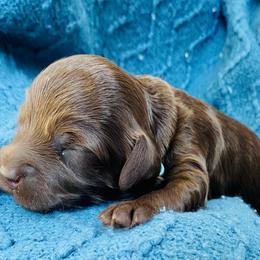 Australian Labradoodle Puppies from Salona- Australian Labradoodles of North America