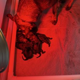 Girl 2 - Sable female German Shepherd puppy in Denver, Colorado from Morales Kennels