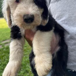 Fushia - Black and white female Sheepadoodle puppy in Eleva, Wisconsin from Molly’s Doodles