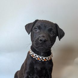 Patterdale Terrier Puppies from Moormont Kennels