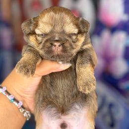 CKC Cocoa Brown - Chocolate and tan male Shih Tzu puppy in Roseville, Michigan from Diamond Paws LLC
