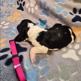 Liberty (Libby) - Black white and tan female English Springer Spaniel puppy in Baton Rouge, Louisiana from Dutch Creek Kennels