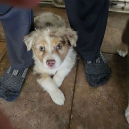 Fedora (Girl 4) - Red merle Australian Shepherd puppy in Goodyear, Arizona from Kingdom Kennels