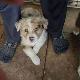 Fedora (Girl 4) - Red merle Australian Shepherd puppy in Goodyear, Arizona from Kingdom Kennels