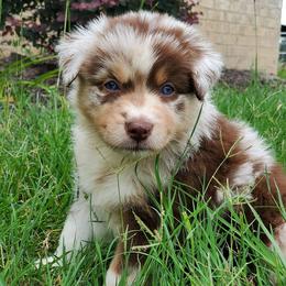 Australian Shepherds from Wild Magnolia Farms Aussies
