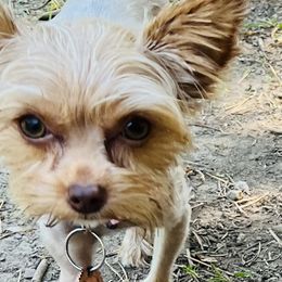 Yorkshire Terriers from Muddy Yorkiepaws
