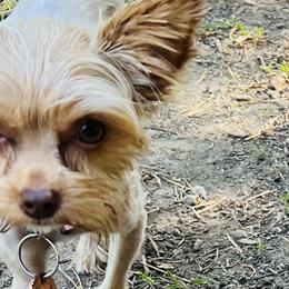 Yorkshire Terriers from Muddy Yorkiepaws