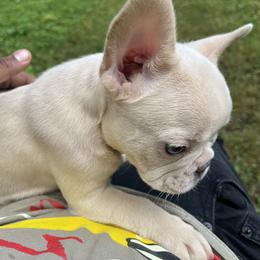 French Bulldog Puppies from Cocoskennel