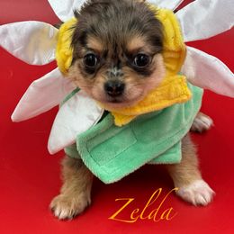 Chihuahua Puppies from Tenderheart Chihuahuas