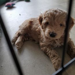 Aussiedoodle and Bernedoodle Puppies from Color Country Doodles