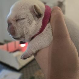 French Bulldog Puppies from Diamond Dreams French Bulldogs