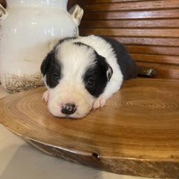 Blythe - Black and white female Border Collie puppy in Lakeview, Michigan from Haven Creek Farm