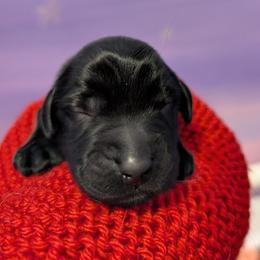 Astro - Black male Flat-Coated Retriever puppy in Newport, Virginia from Maywood Retrievers
