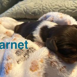 Garnet - Chocolate male Cavalier King Charles Spaniel puppy in Sandstone, Minnesota from Peaceful Garden Cavaliers