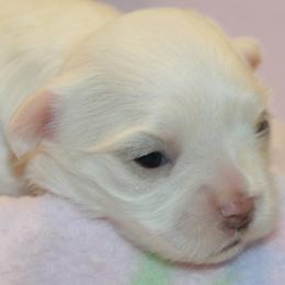 Maltese puppies from Boshi Maltese