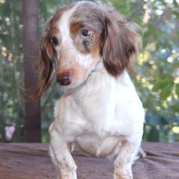 Maisy - Dachshund