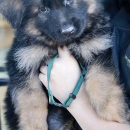 Genevieve - Black and red female German Shepherd puppy in Canton, Texas from WILDWOOD GERMAN SHEPHERDS