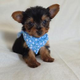 Pepper's Girl 1 - Black and tan female Yorkshire Terrier puppy in Aiken, South Carolina from Sio's Yorkies
