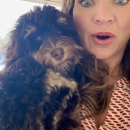 Australian Labradoodle Puppies from Berrybrook Doodles