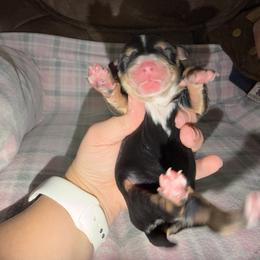 Aspen - Phantom male Bernedoodle puppy in Warrensburg, Missouri from Dreamer Ridge Puppies