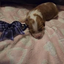 Purple Girl - Blenheim female Cavalier King Charles Spaniel puppy in Forest Lake, Minnesota from Northern Lights Goldens