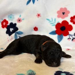 Crush - Black and red male German Shepherd puppy in Coplay, Pennsylvania from By My Side Germans Shepherds & Dobermans
