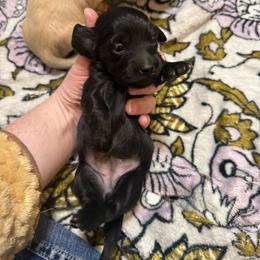 Short hair Black girl No points - Black female Dachshund puppy in Jackson, Tennessee from R&J  Mini Doxie’s of the South