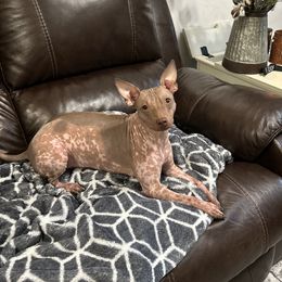 Mara - American Hairless Terrier