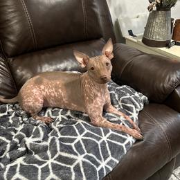 Mara - American Hairless Terrier