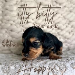 Hoppy - Black and tan female Dachshund puppy in Canton, Texas from Itty Bitty Dachshunds