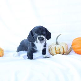 Minnie - Piebald female Dachshund puppy in Fredericksburg, Ohio from William's Dachshunds
