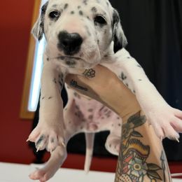 Dalmatian Puppies from Hallmark Dalmatians;