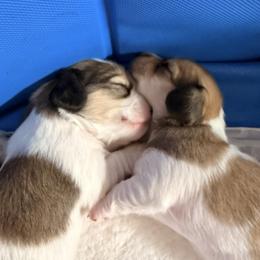 Dachshund Puppies from Dianna Eaves