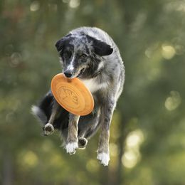 Chip - Australian Shepherd