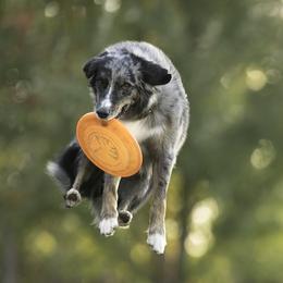 Chip - Australian Shepherd