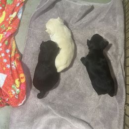 Faith - Black female Scottish Terrier puppy in Goodrich, Texas from Landrum Scottish Terriers